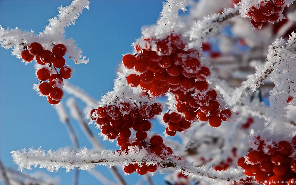 Red Berries Wallpapers