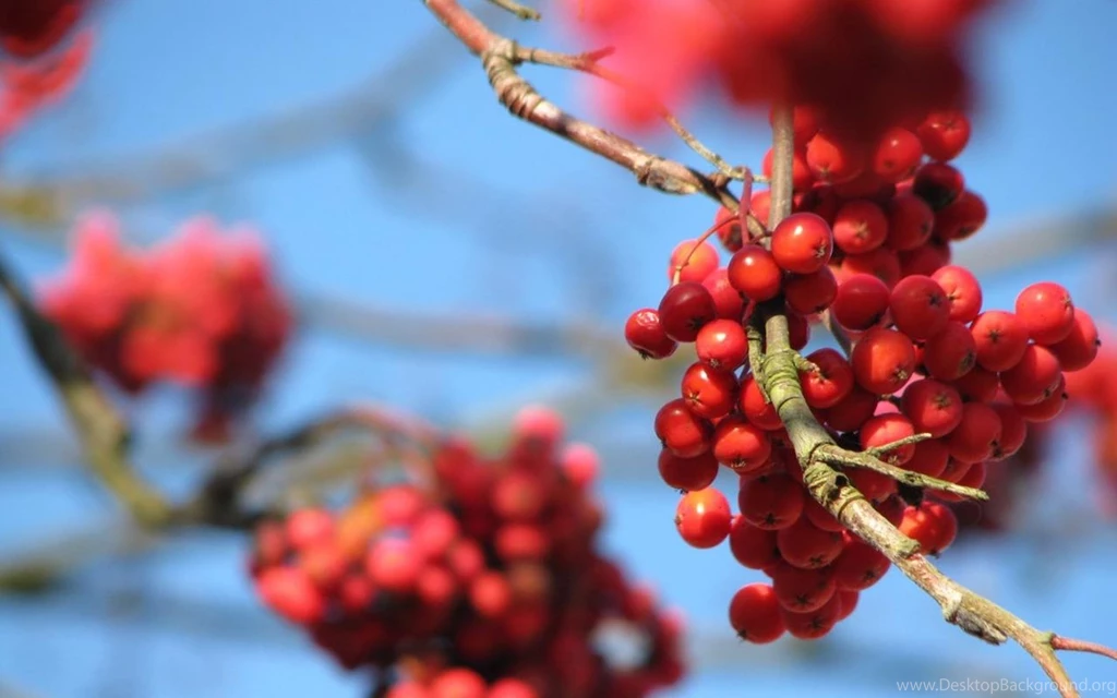 Rowan Berry Nature Tree HD Wallpapers Wallpapers (