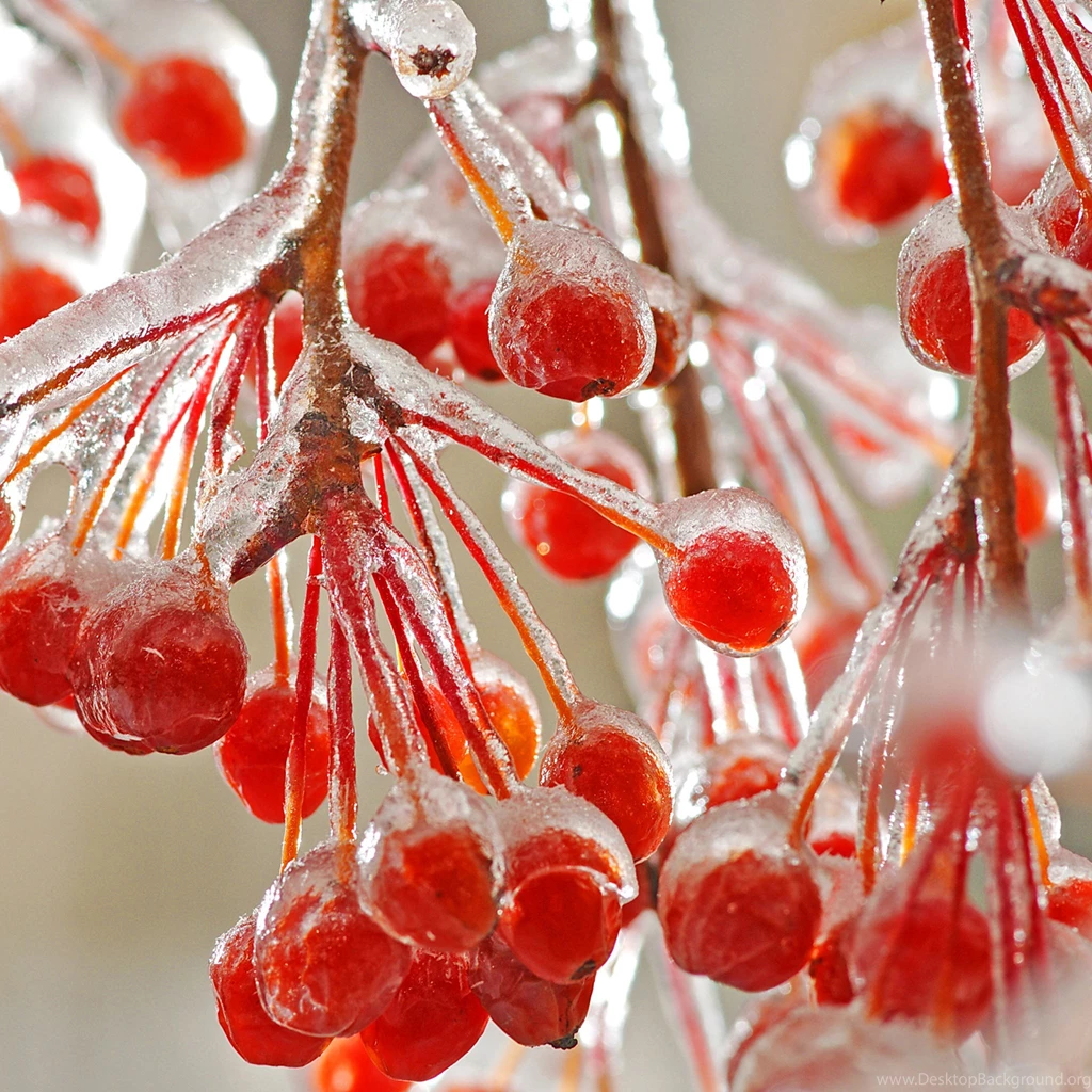 Frozen Wild Berry iPad Air Wallpapers Download