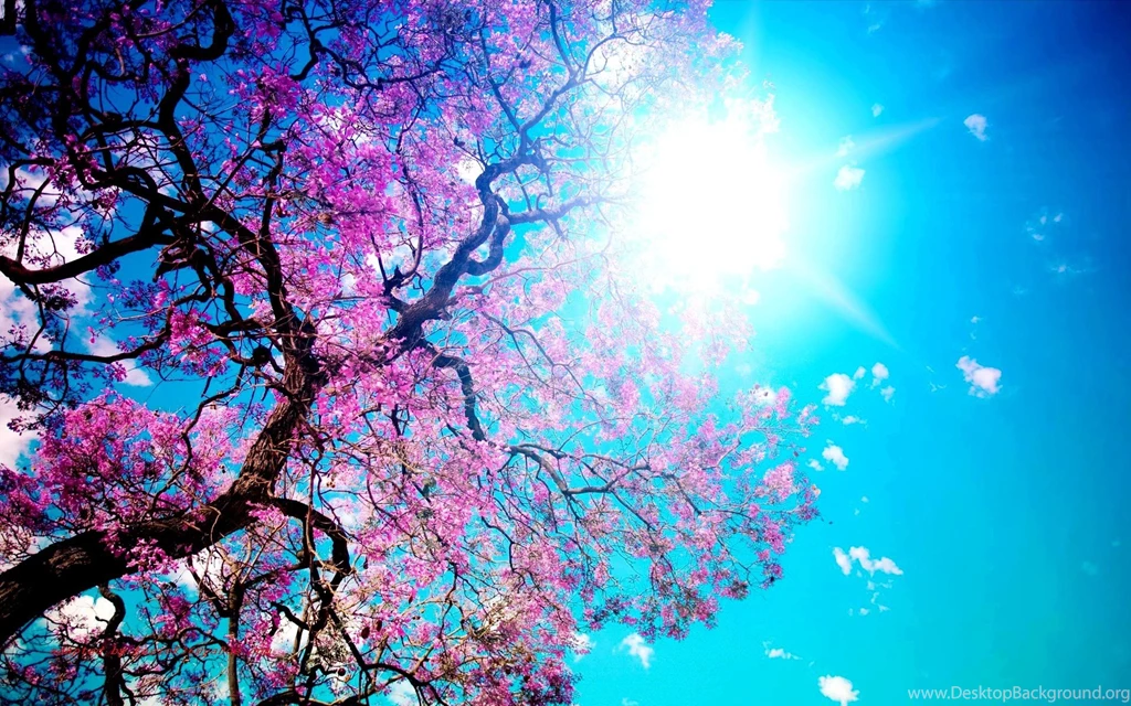 Download The Pink Petals Blue Skies Wallpaper, Pink Petals Blue ...