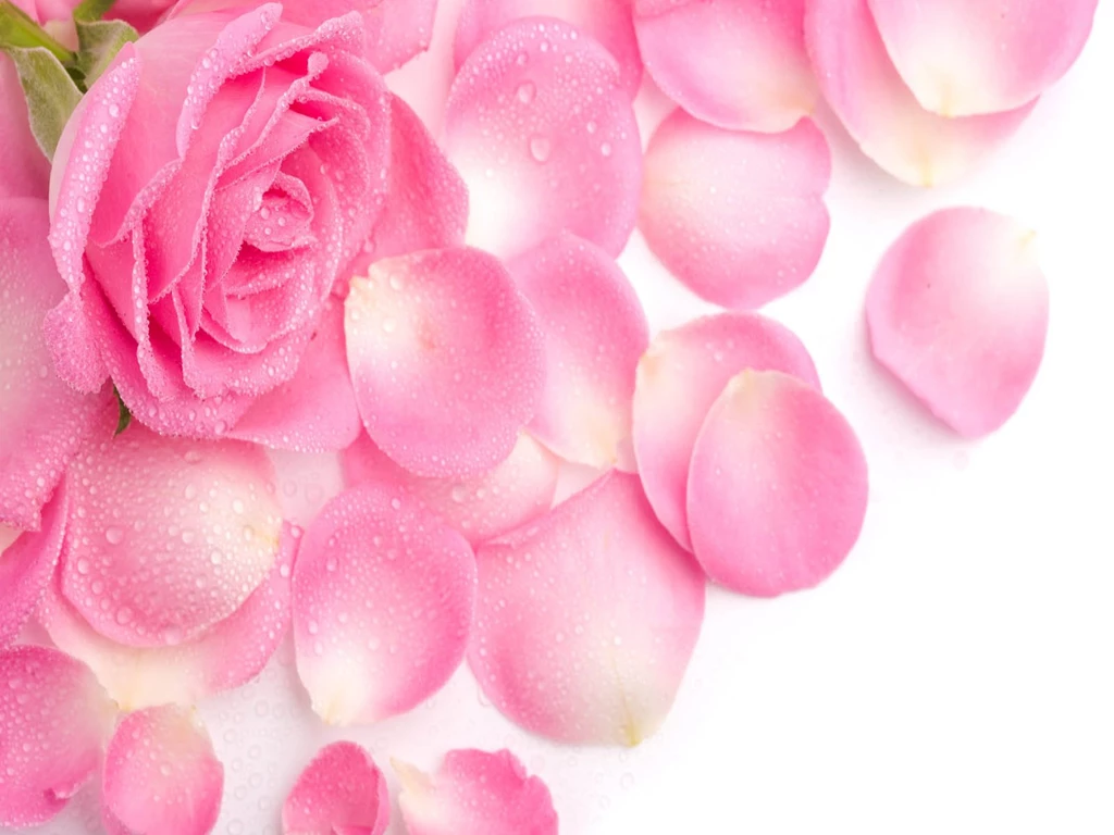 Download Rose Flower Wallpapers For Android