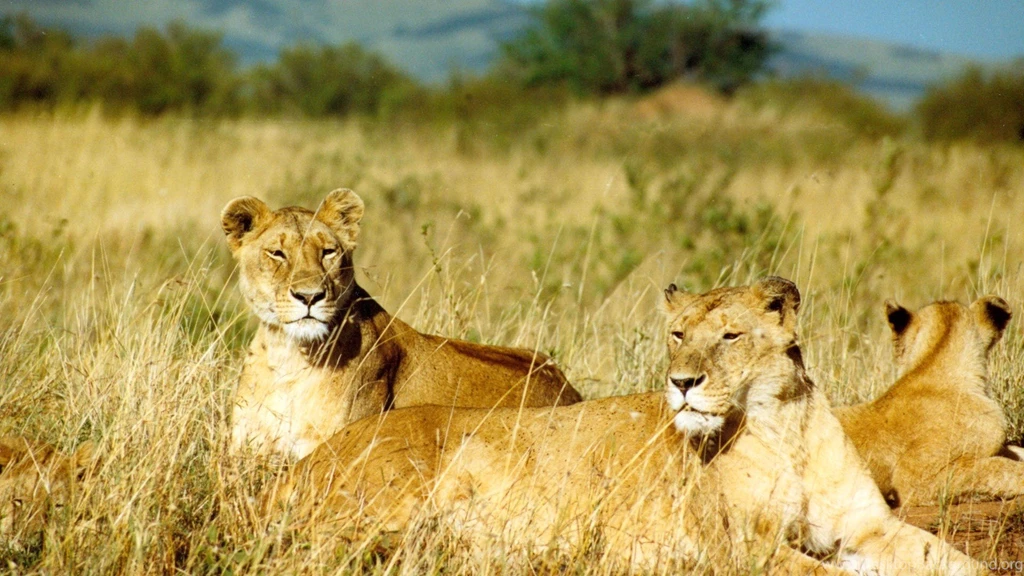 Three Lions Seatting In Jungle Wild High Quality Photos