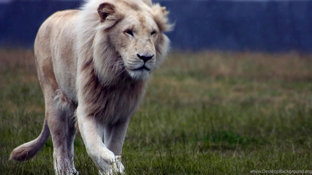 White Lions Wallpapers Wallpaper.
