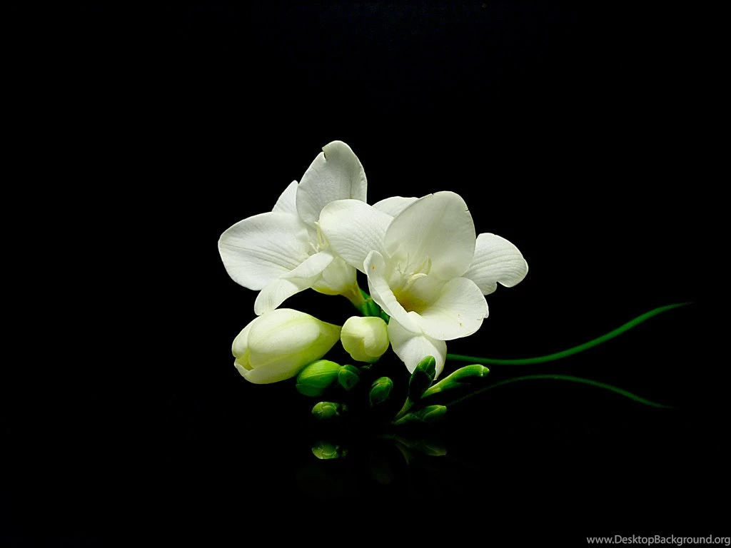 Smiley In Love Wallpapers By DianePhotos On DeviantArt