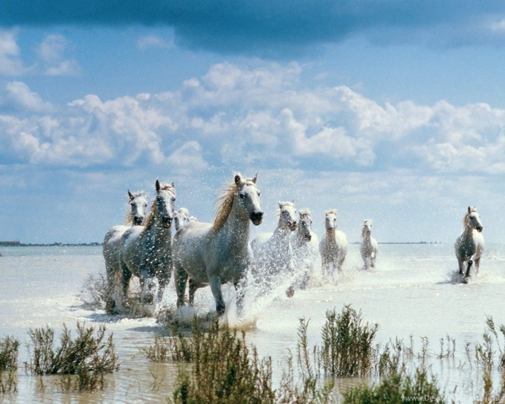 Horses Wild Horses Beach Beauty Full Hd 1080p Backgrounds ~ Horses ...