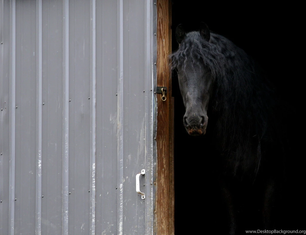 Welcome Home Friesian Horses Drafthorse Black Dutch By ...