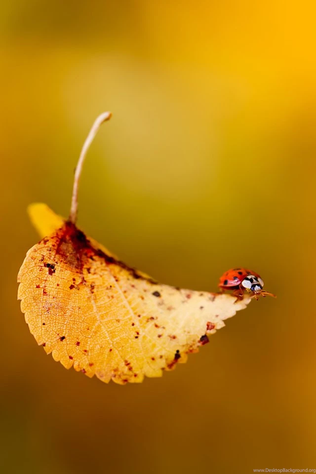 Mobile Wallpapers 17   Best Wallpapers Collection