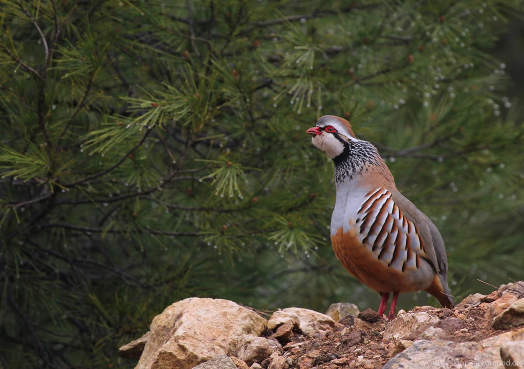Perdiz Roja Macho Ave Animales Wallpapers