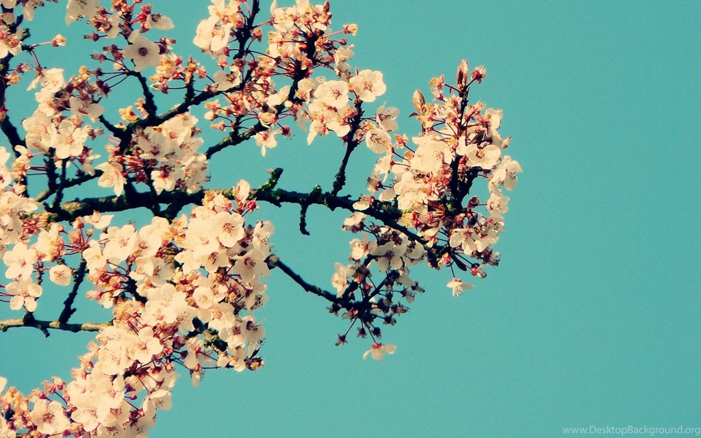Jestingstock.com Spring Flower Wallpapers Tumblr