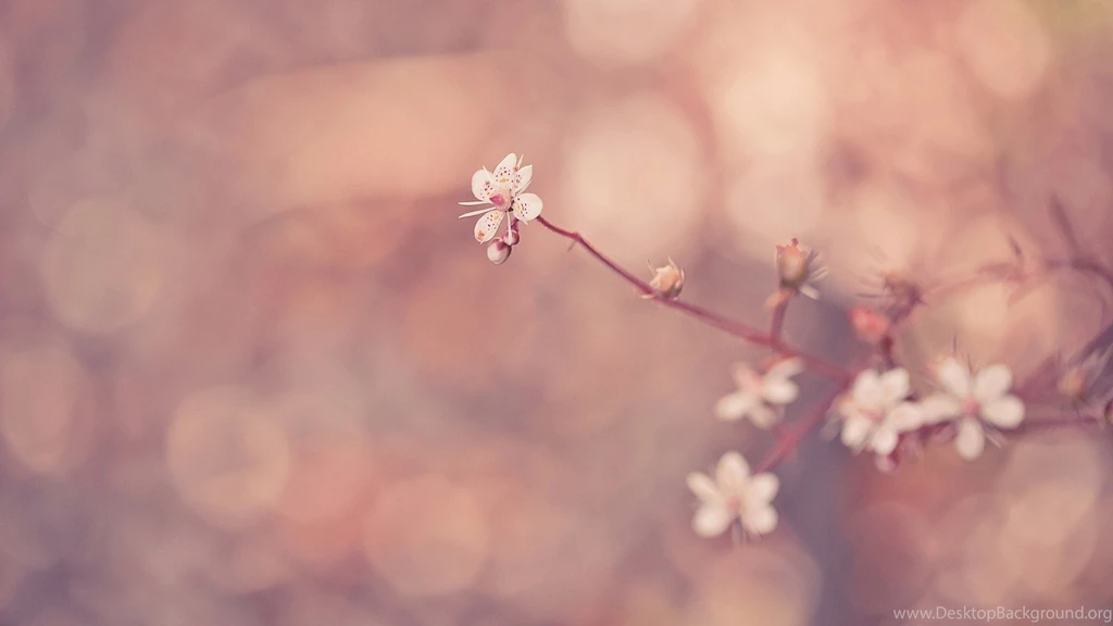 Pink Flowers Wallpapers Tumblr