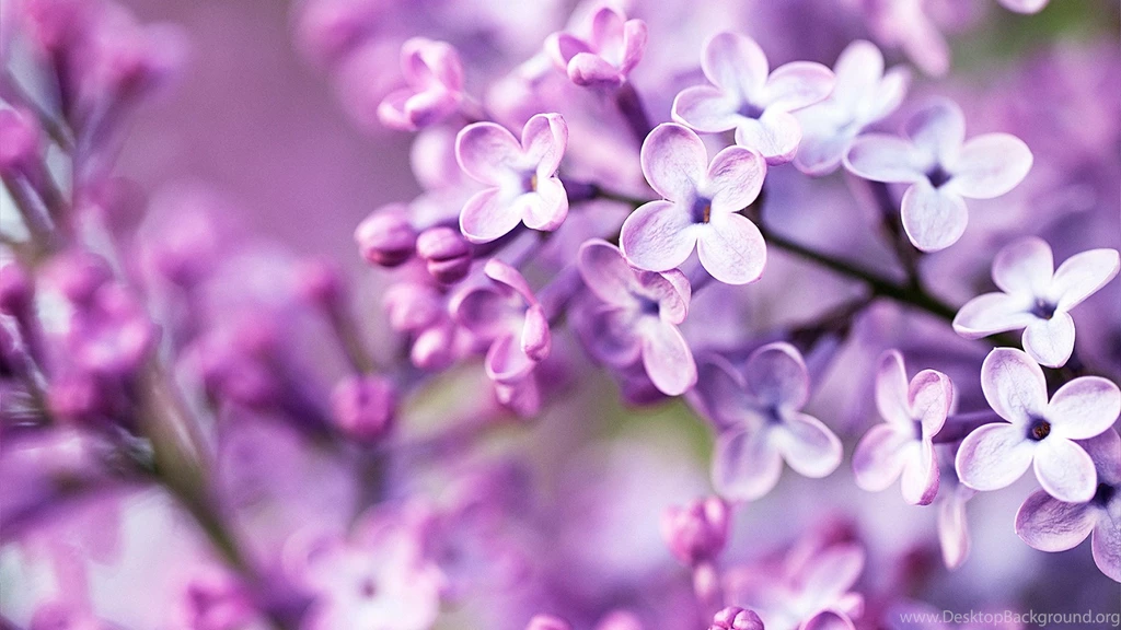 Flower Tumblr Wallpapers Wide   Uncalke.com