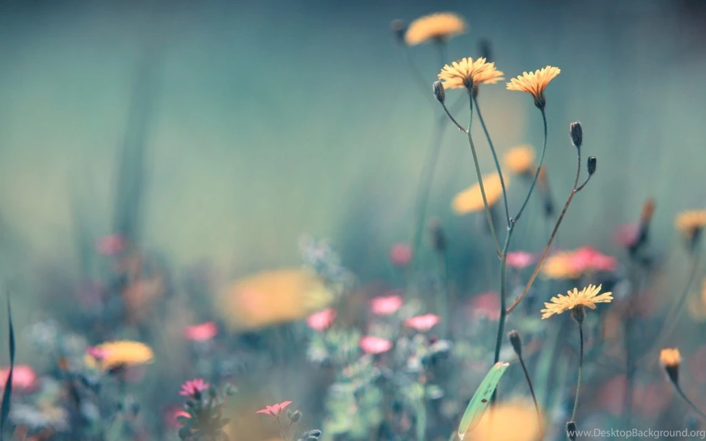 Field Of Flowers Tumblr Wallpaper. Desktop Background