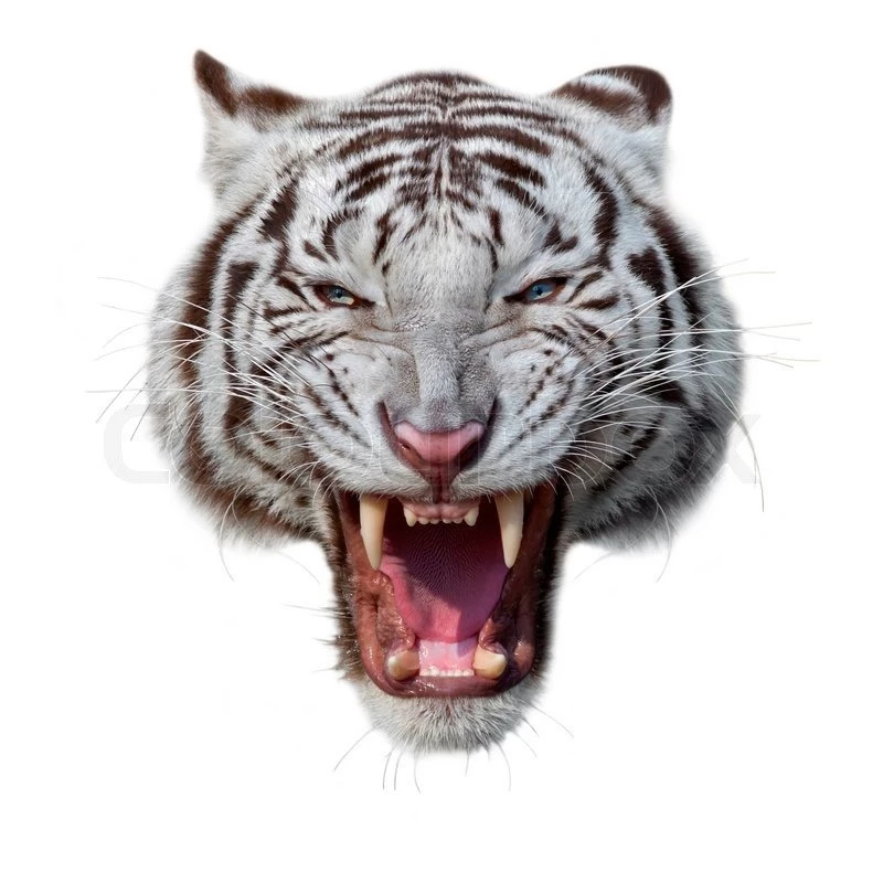 The Grin Of A White Bengal Tiger. The Mask Of A Biggest And Most ...