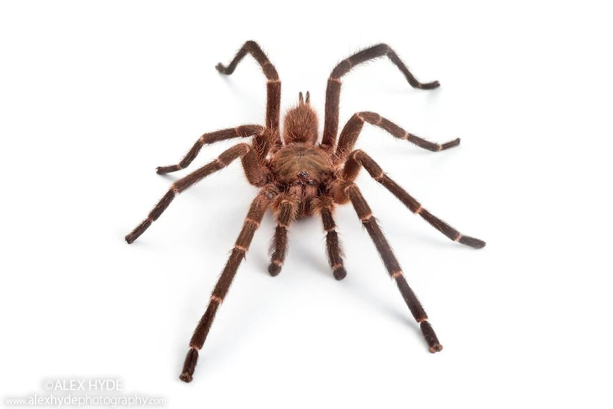 Earth Tiger Tarantula   Borneo