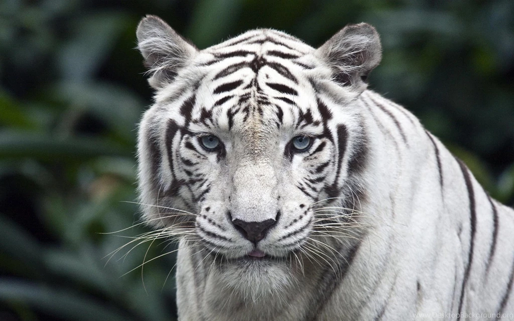 1920x1200 White Tiger Backgrounds Wallpapers