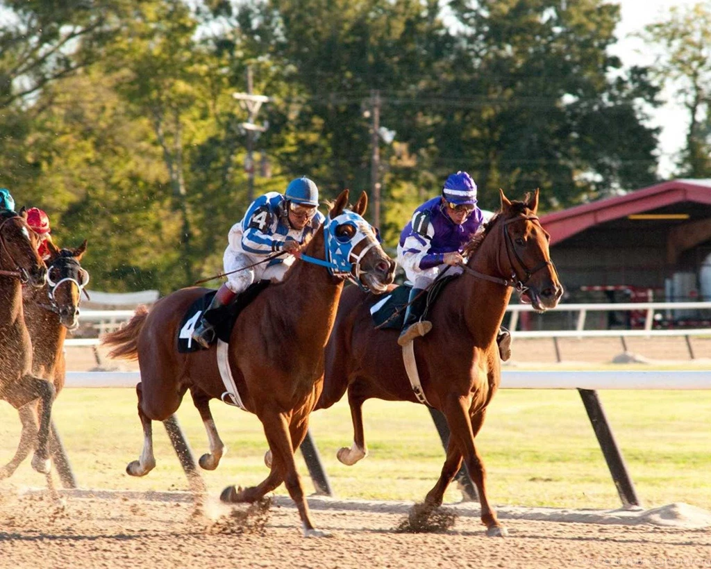 Secretariat HD Wallpapers (2)
