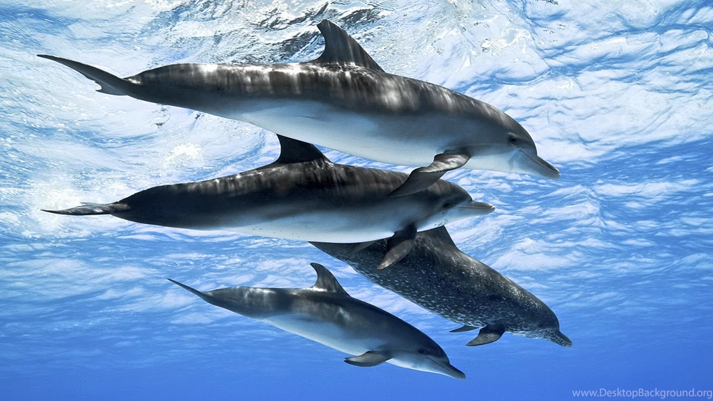 Dolphins Atlantic Spotted Dolphin Ocean Dolphins Wallpapers For ...