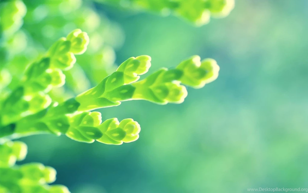 Green Flower Images And Wallpapers Download