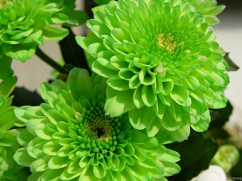 Green Flowers Amazing Wallpapers Photos HD Backgrounds