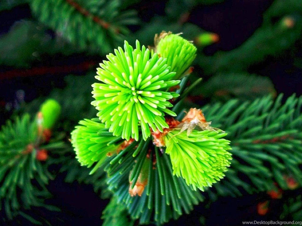 Different Flowers Images And Wallpapers Download