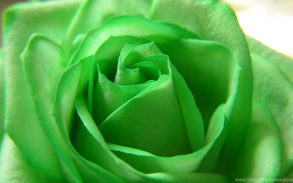 World's Top 100 Beautiful Flowers Images Wallpapers Photos Free ...