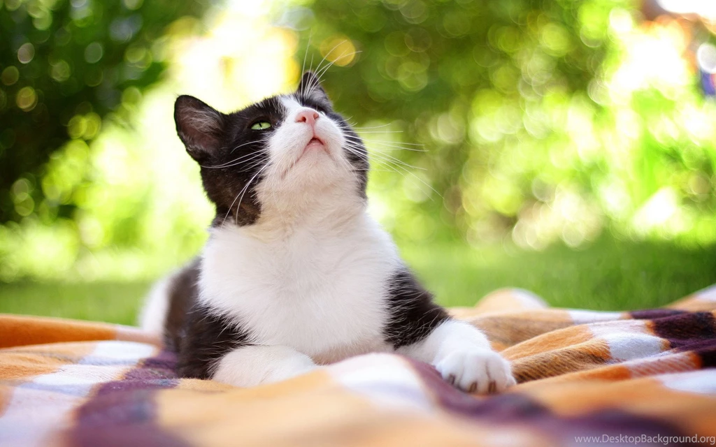 Black And White Cat Wallpapers 262048