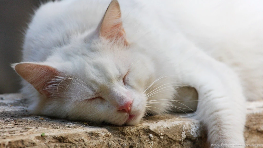 Download 1920x1080 White Cat Sleeping Wallpapers