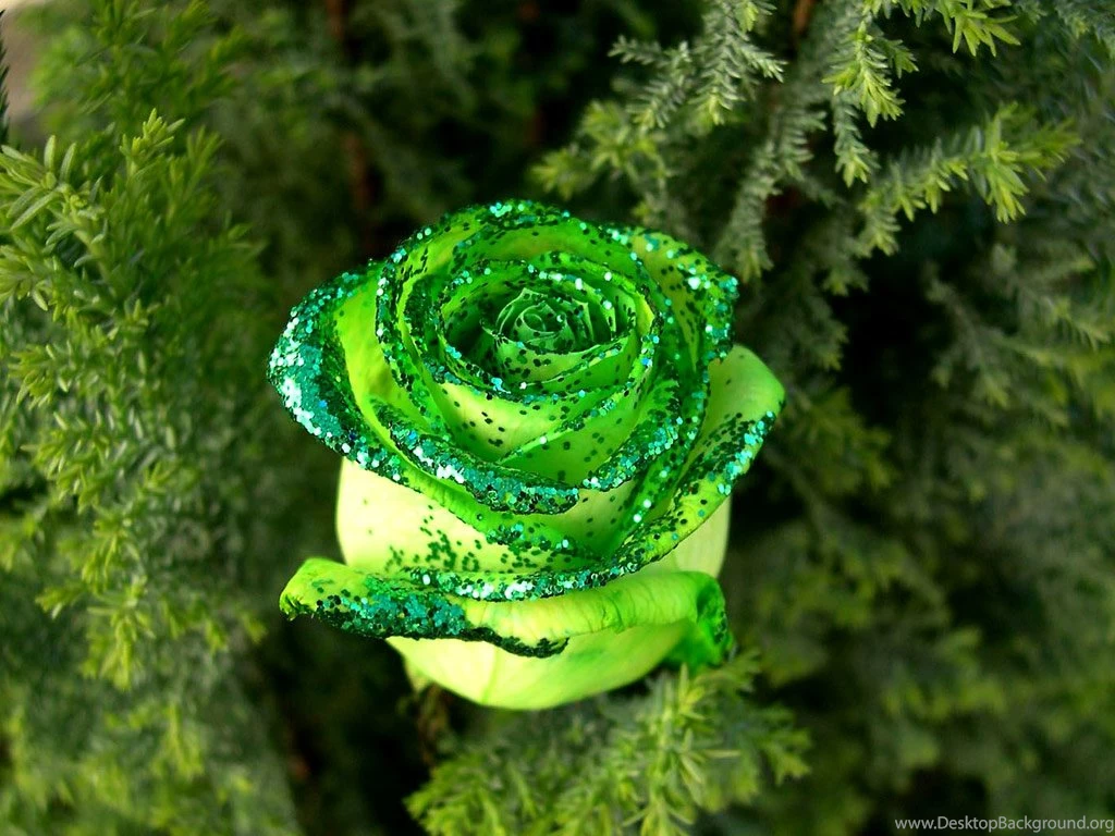 Friendship Flowers Images And Wallpapers Download