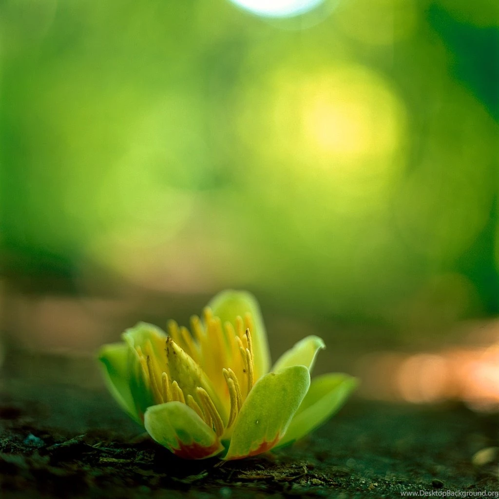 Pure Green Flower iPad Wallpapers Download