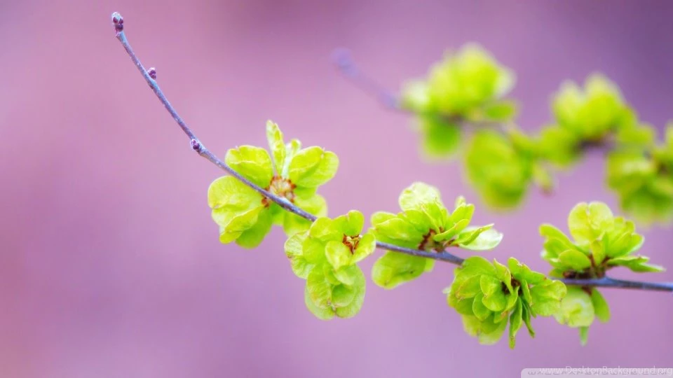 Small Green Flowers HD Desktop Wallpapers : High Definition ...