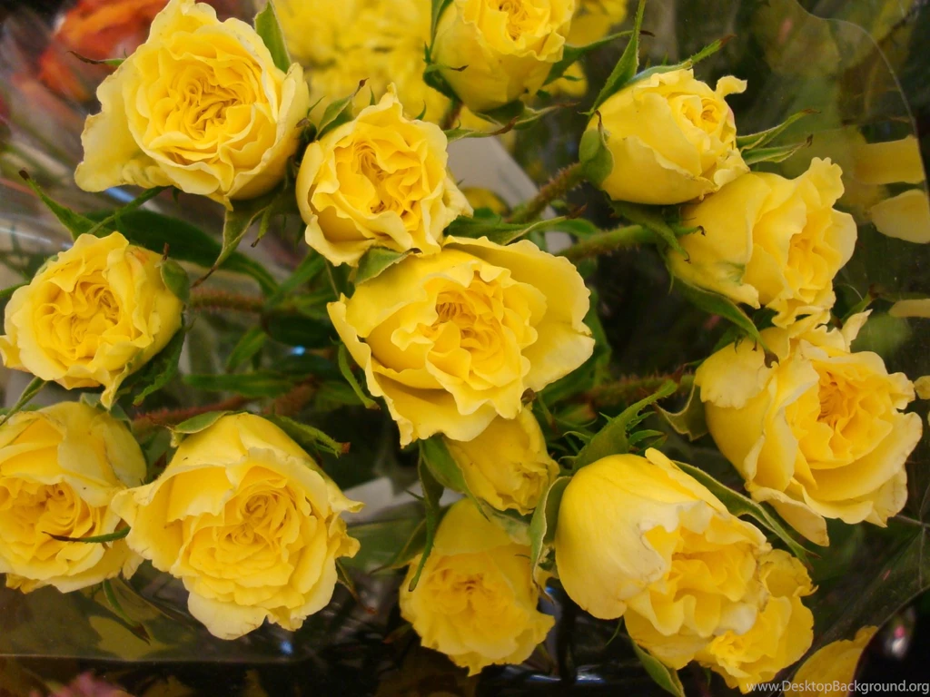 Yellow Rose Wallpapers HD