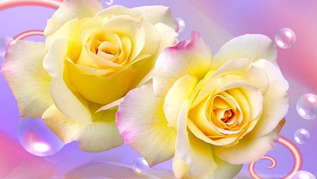 Yellow Rose Pictures Free Wallpapers HD Base