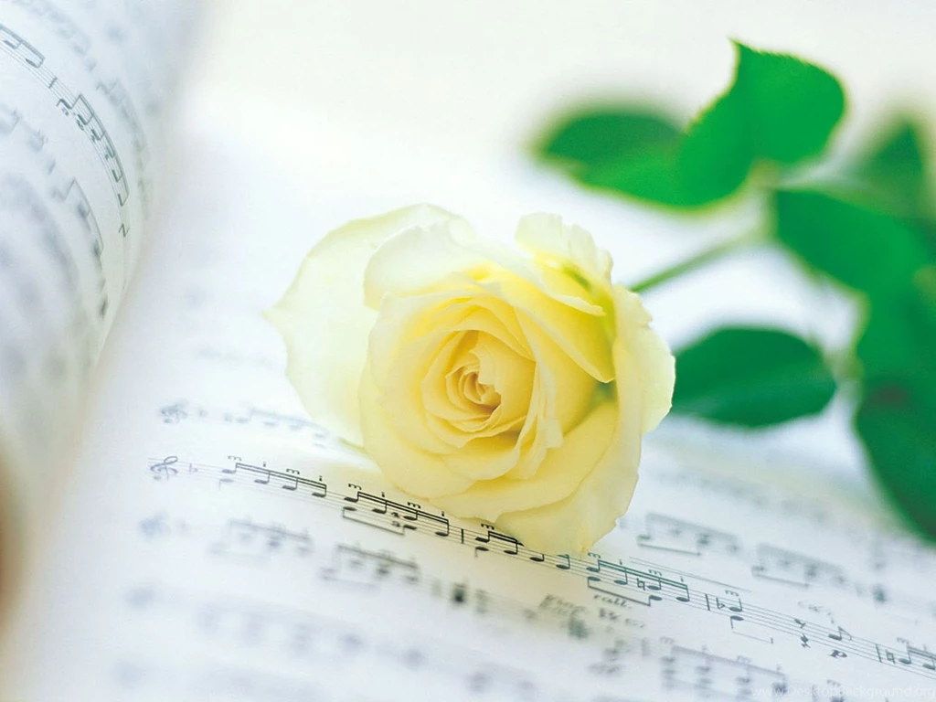 Yellow Rose Wallpapers HD