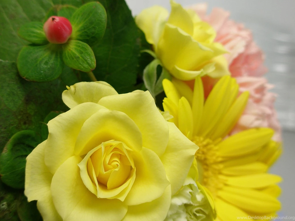 Yellow Rose Desktop Wallpapers