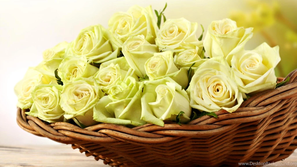 Yellow Rose Wallpapers 205870