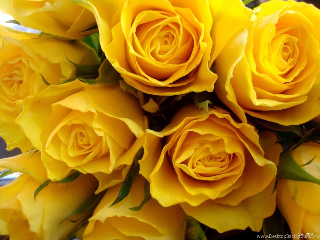 Yellow Rose Wallpapers Wallpapers HD Wide