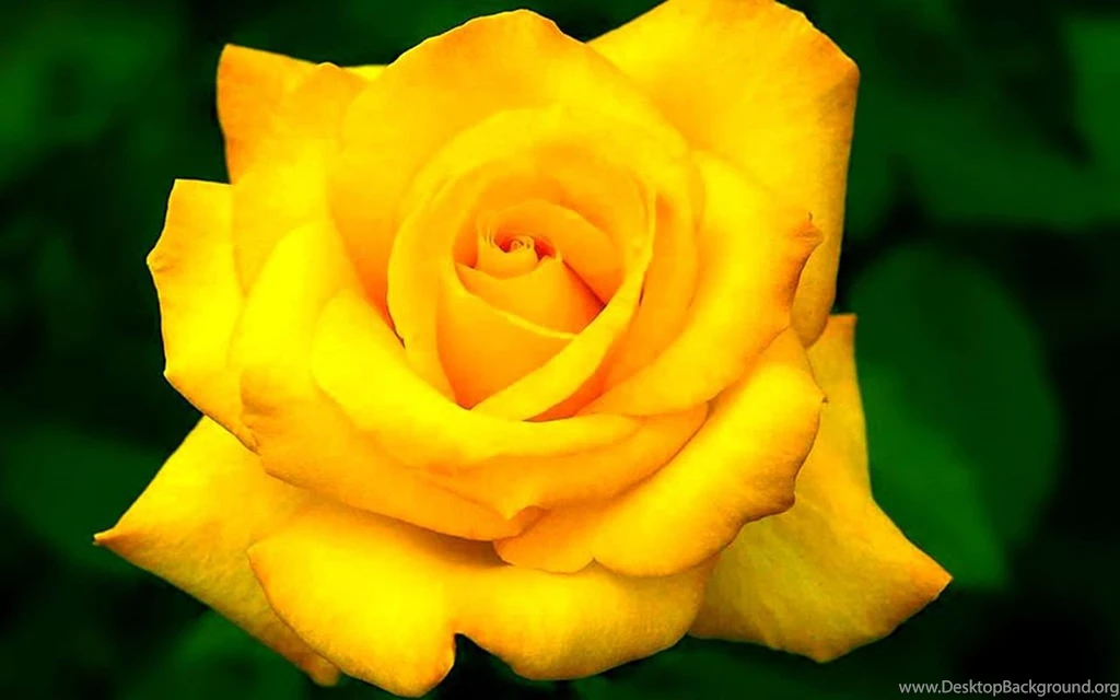 Yellow Rose Flower Wallpapers Wallpapers Cave
