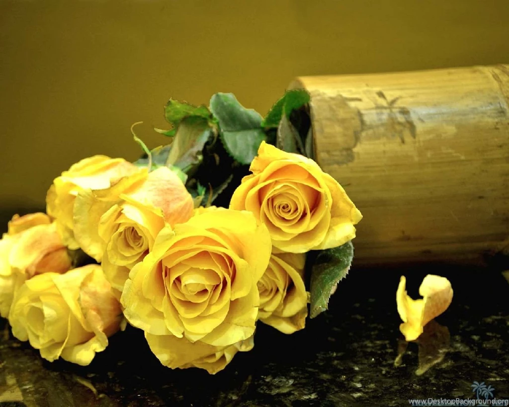 Totally Gorgeous Rose Wallpapers
