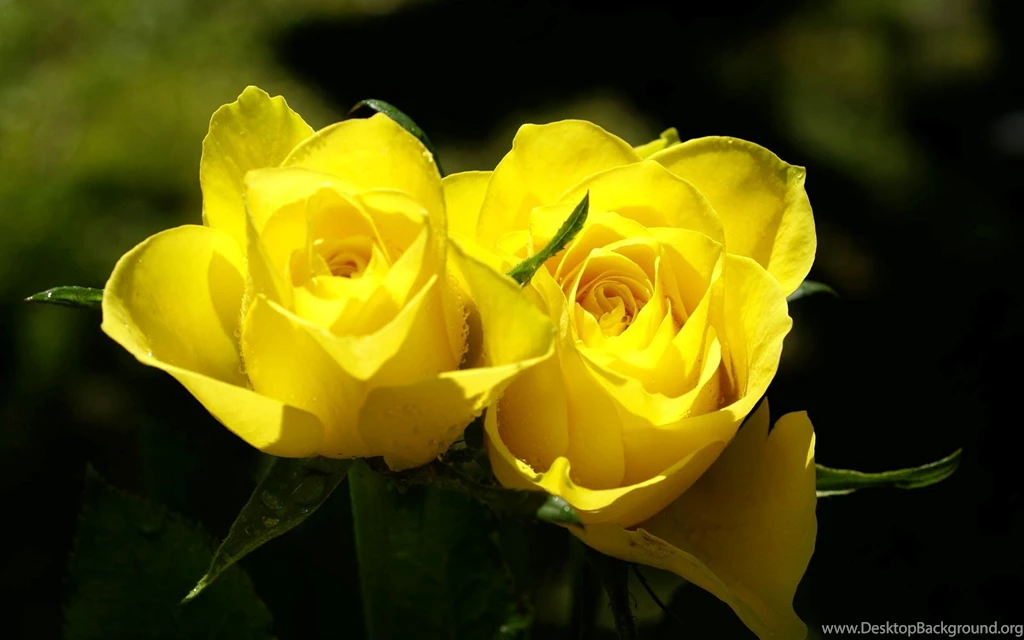 Yellow Rose Wallpapers Top Wallpapers Desktop