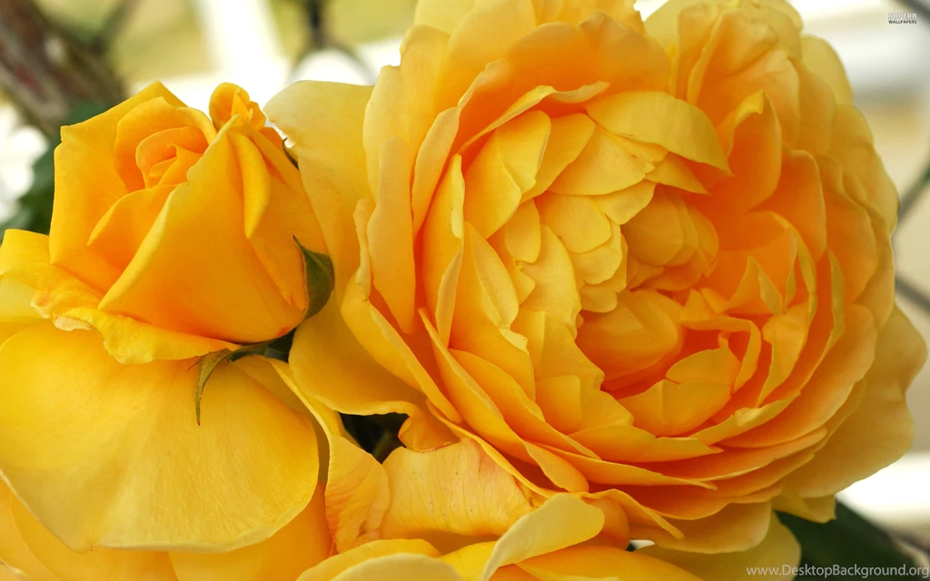 Yellow Roses Wallpapers Flower Wallpapers