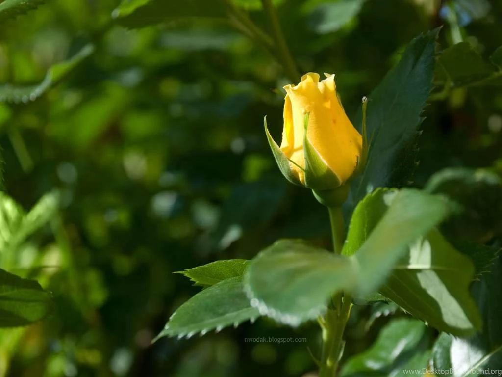 Yellow Rose Wallpapers For Desktop Backgrounds