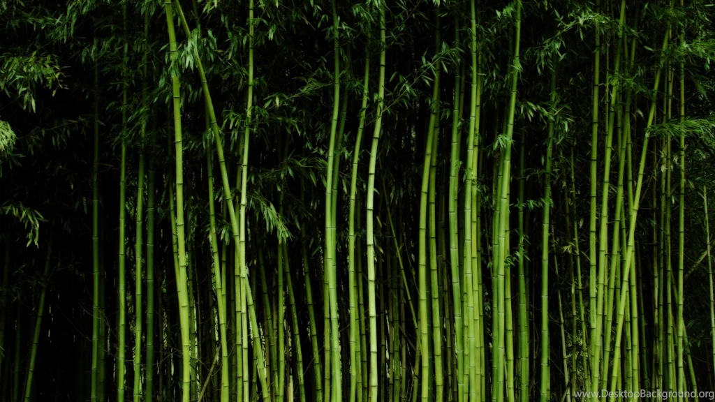 Little Bamboo Computer Wallpapers