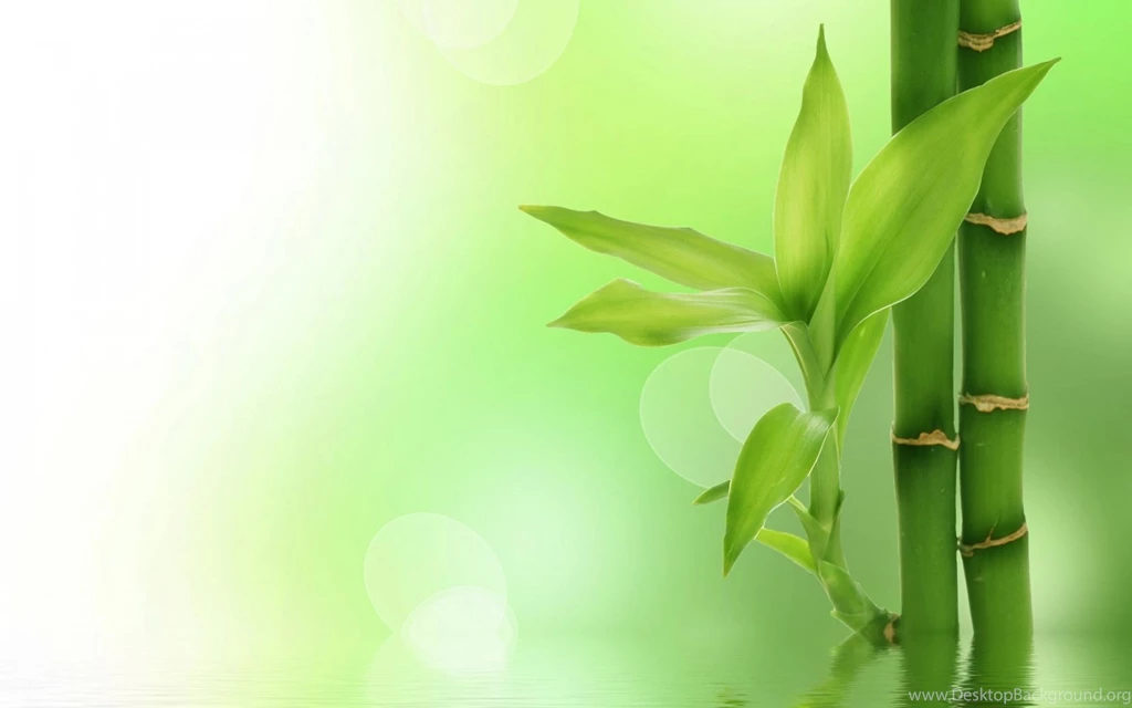 Green Bamboo Wallpapers   Wallpapers High Definition