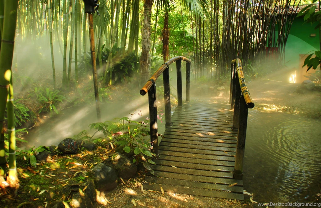 Bamboo Wallpapers