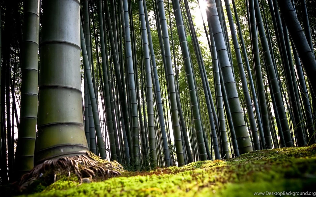 Bamboo HD Wallpapers