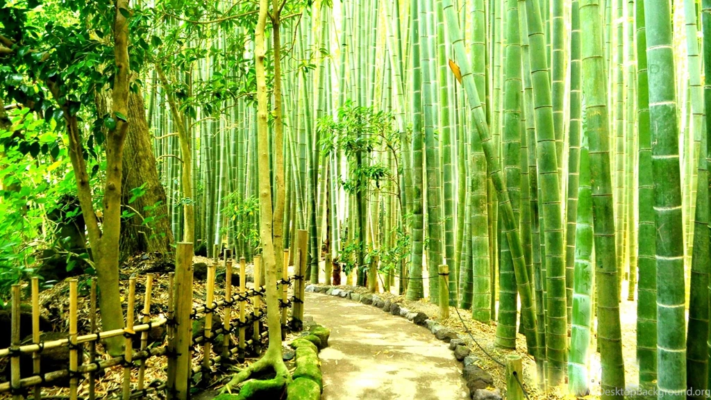 Bamboo Forest Wallpapers HD Resolution Ndemok.com