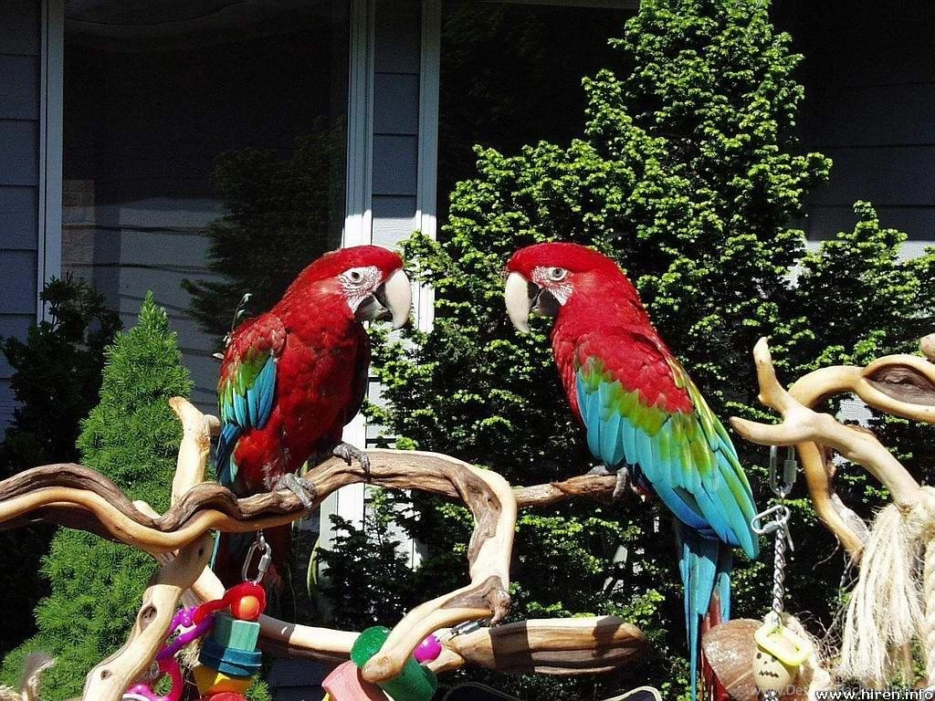 Free Wallpapers Parrots Talking