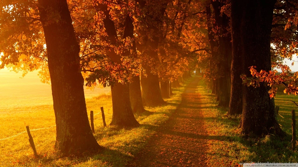 Autumn Road Nature Hd Wallpapers