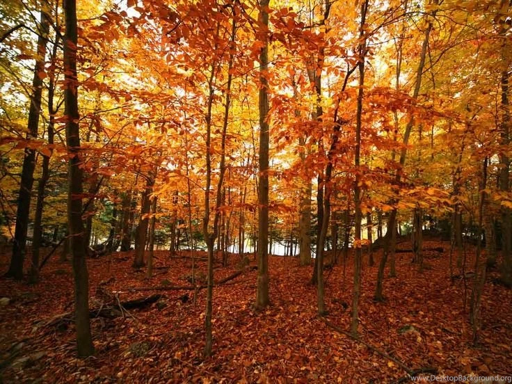 Fall Backgrounds