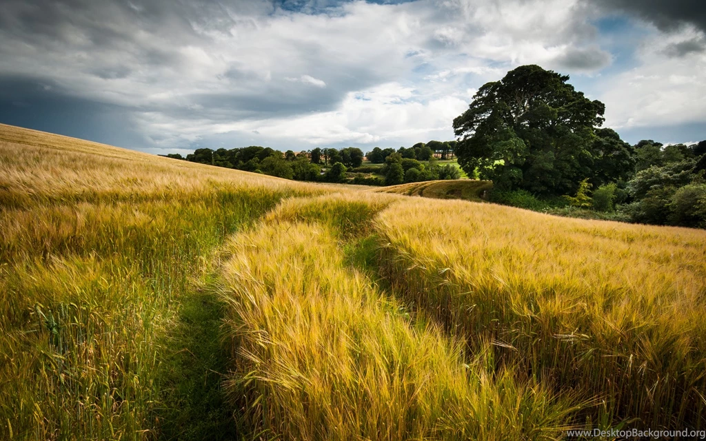 Nature Landscapes Fields Grass Wheat Hay Tracks Roads Path Gold ...